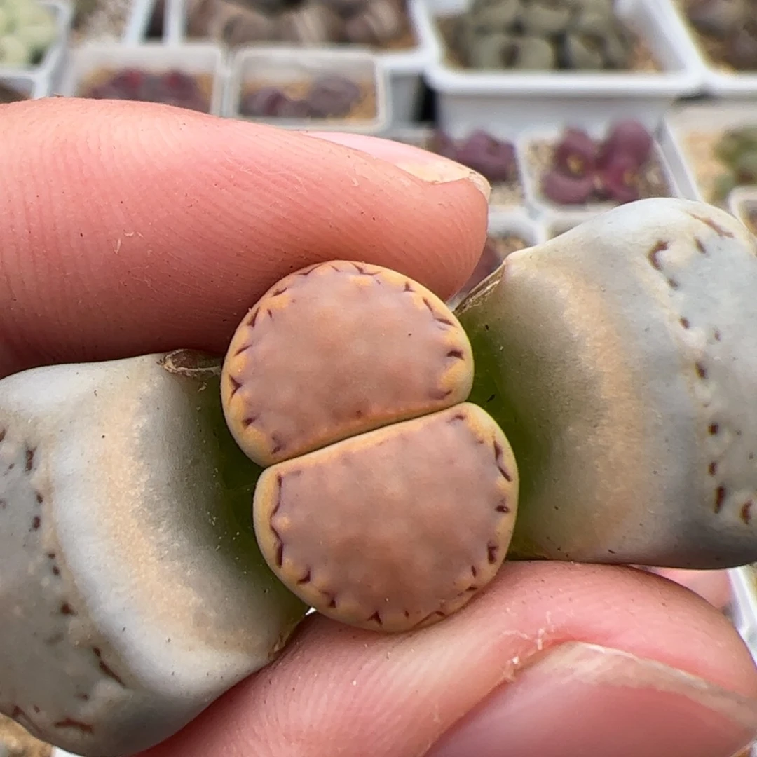 0208号饼干 多肉植物