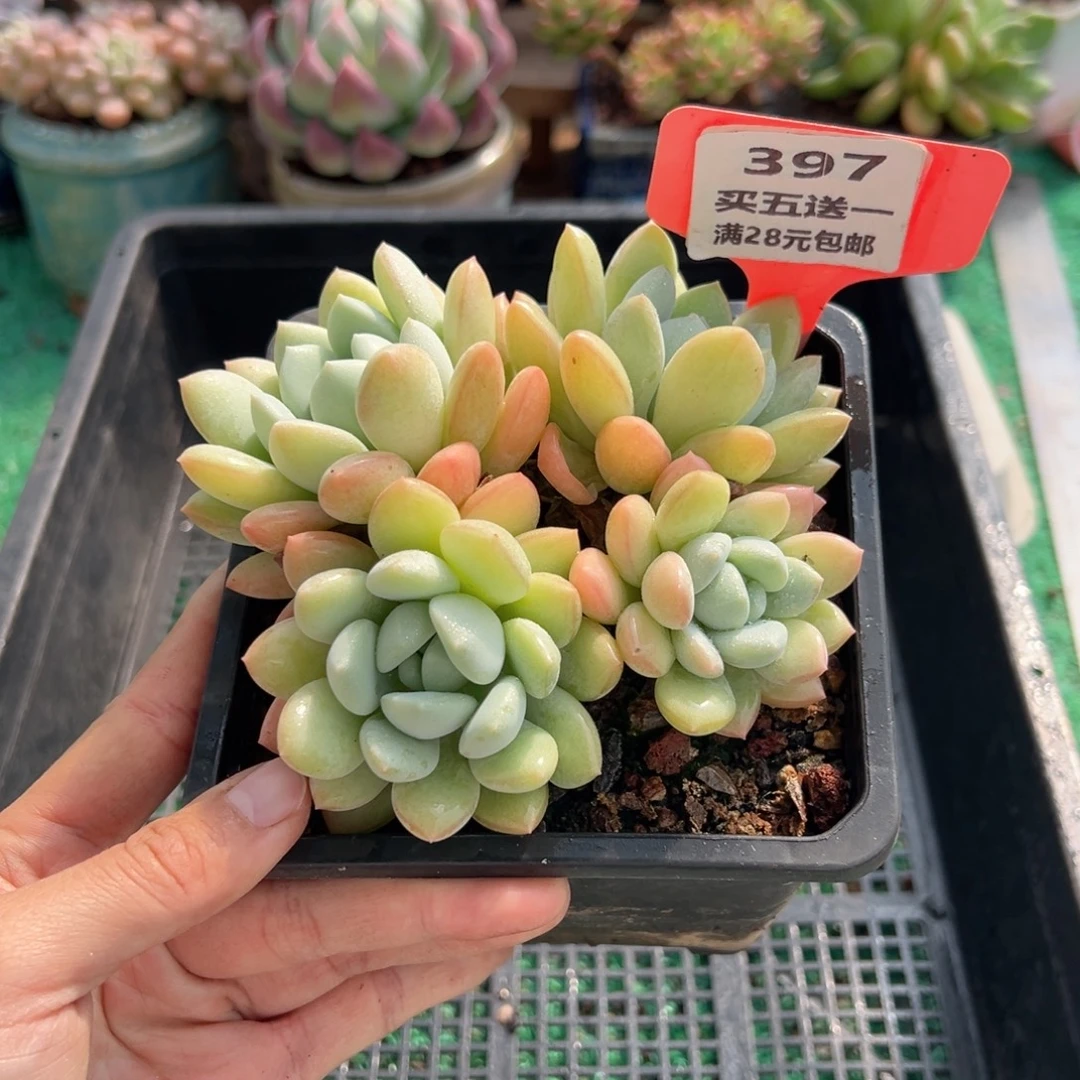 表妹精品多肉植物397.