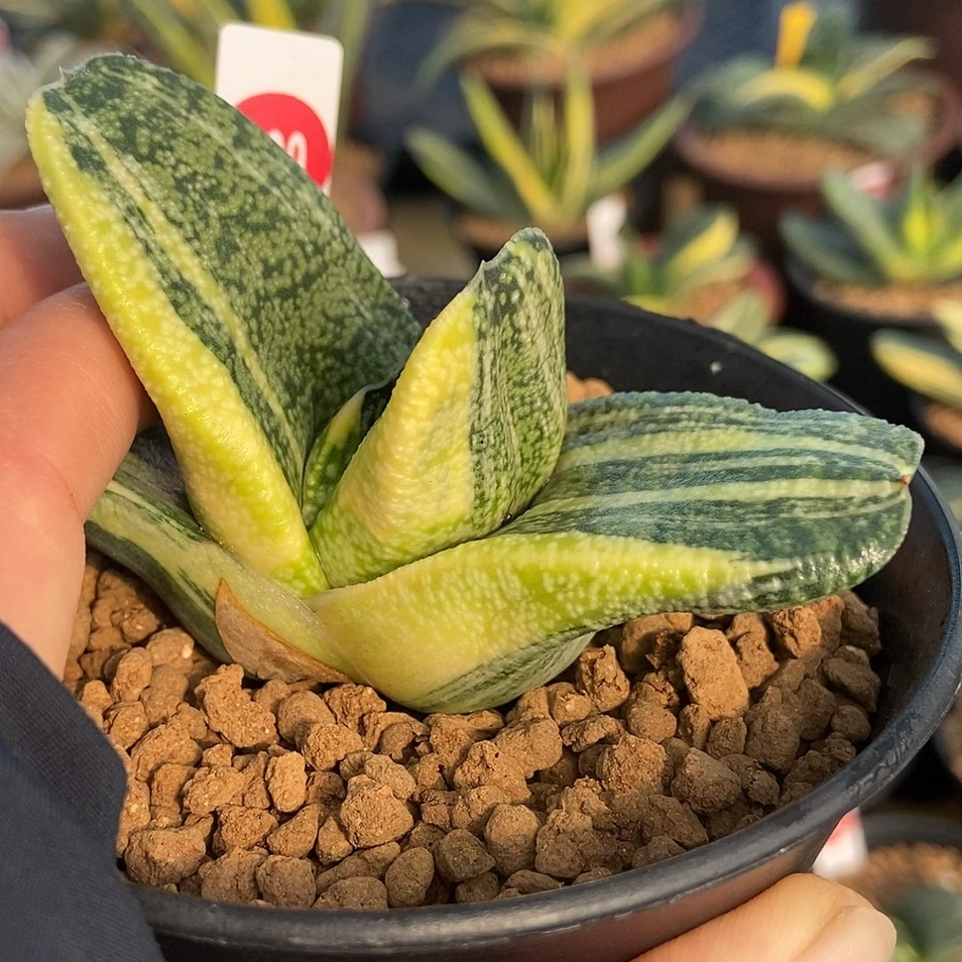 299卧牛转实生锦超级短叶带盆发货