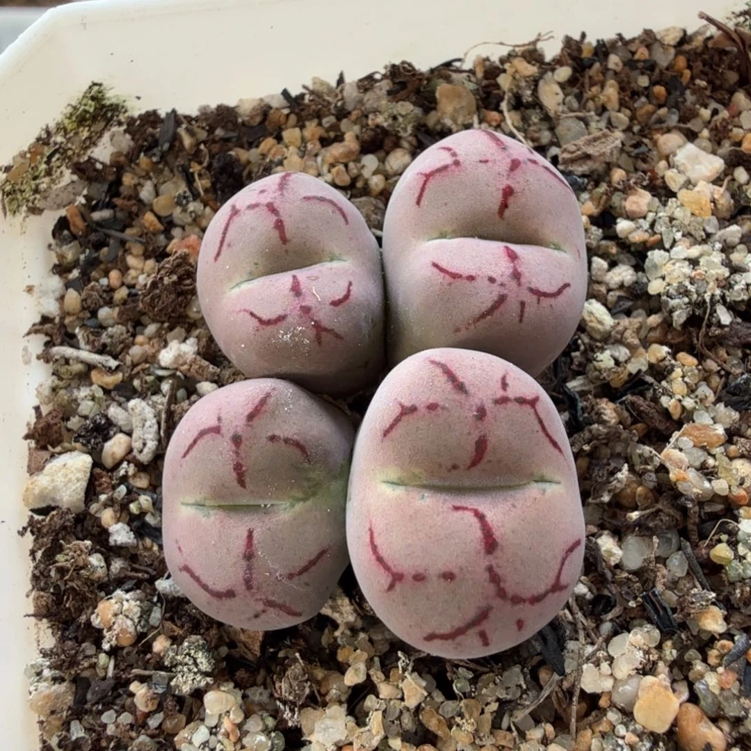 多肉。