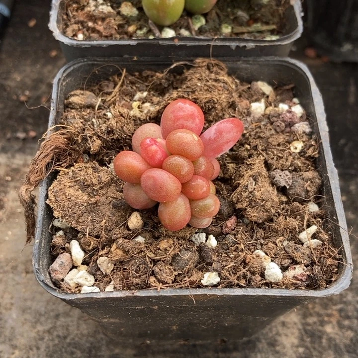 米*芒果奶多肉植物