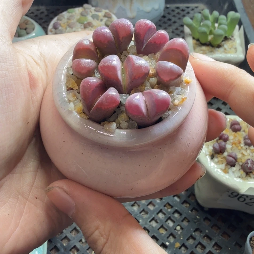 多肉葡萄的季节性978
