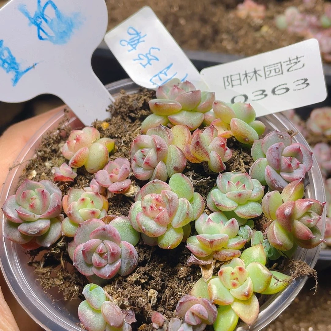 量拍多肉植物多肉植物363