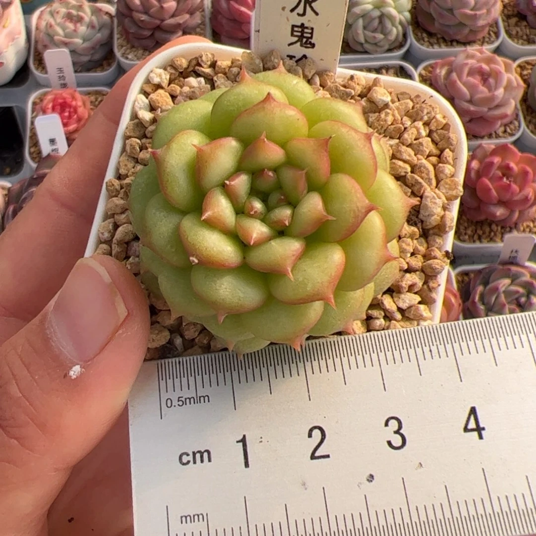 黑***妮196 多肉植物组合盆栽