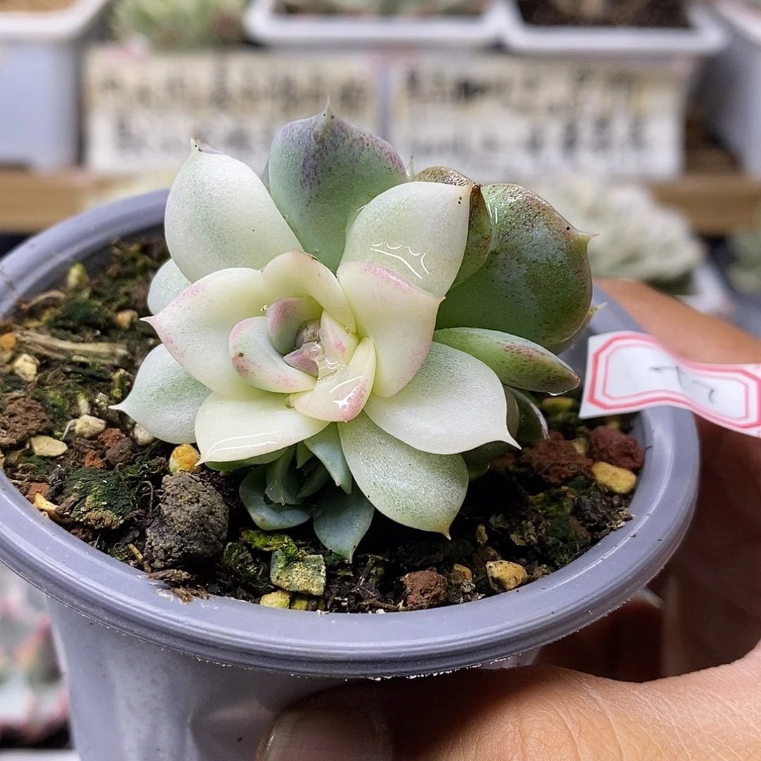 1897 紫水晶花脸锦