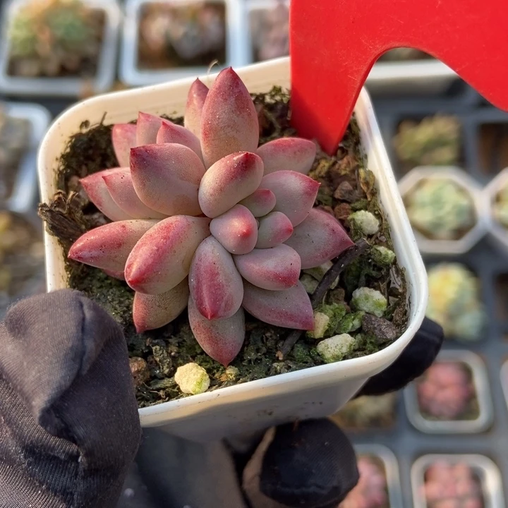 658虞美人多肉植物保护