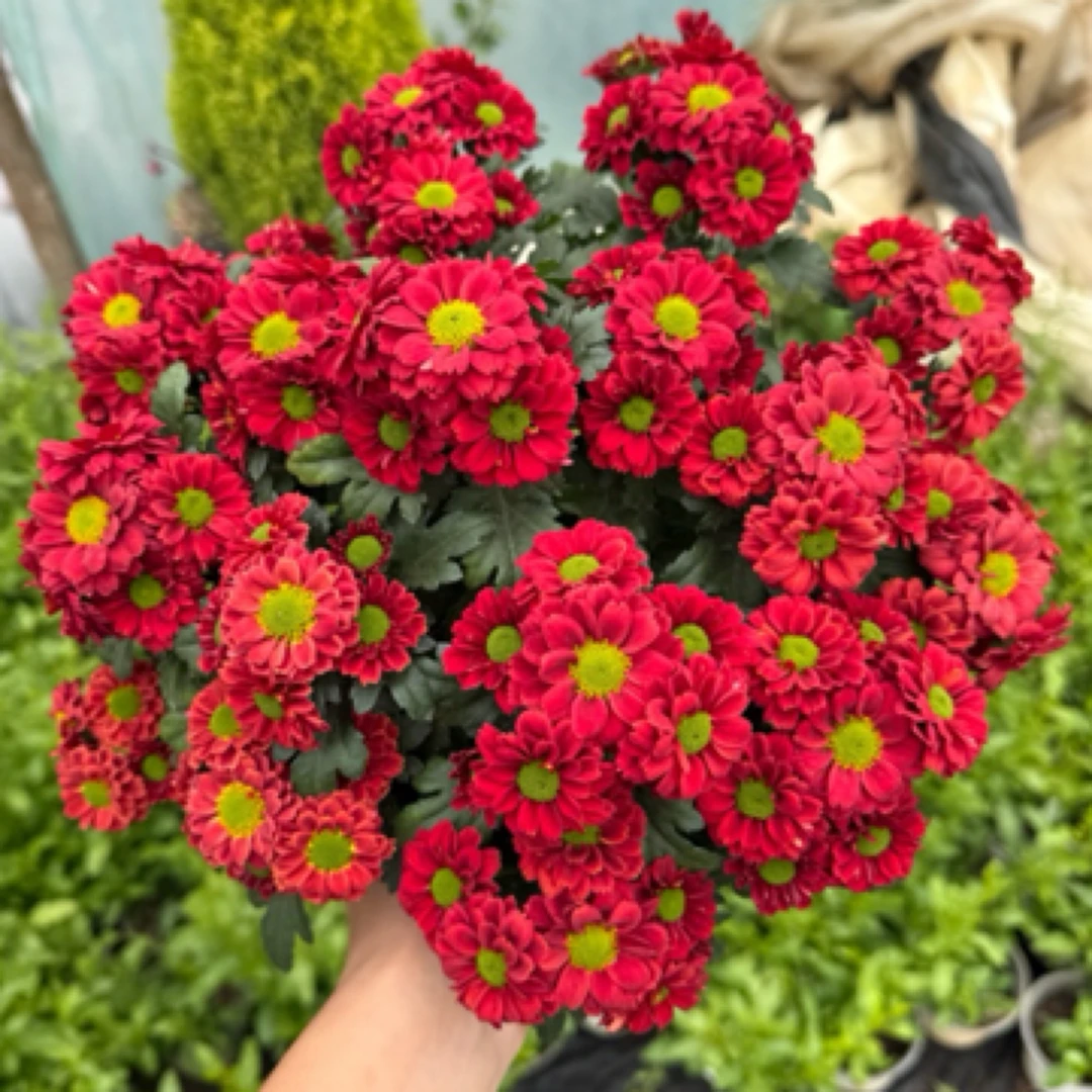 【红梅】小雏菊盆栽四季开花耐热耐寒多年生好养活