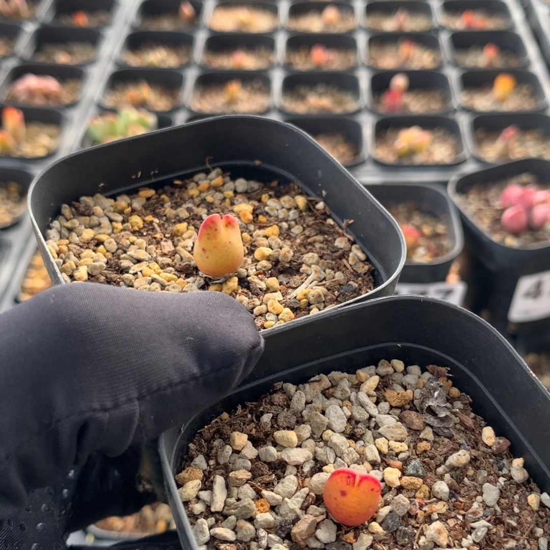 479爱丽丝母本两颗