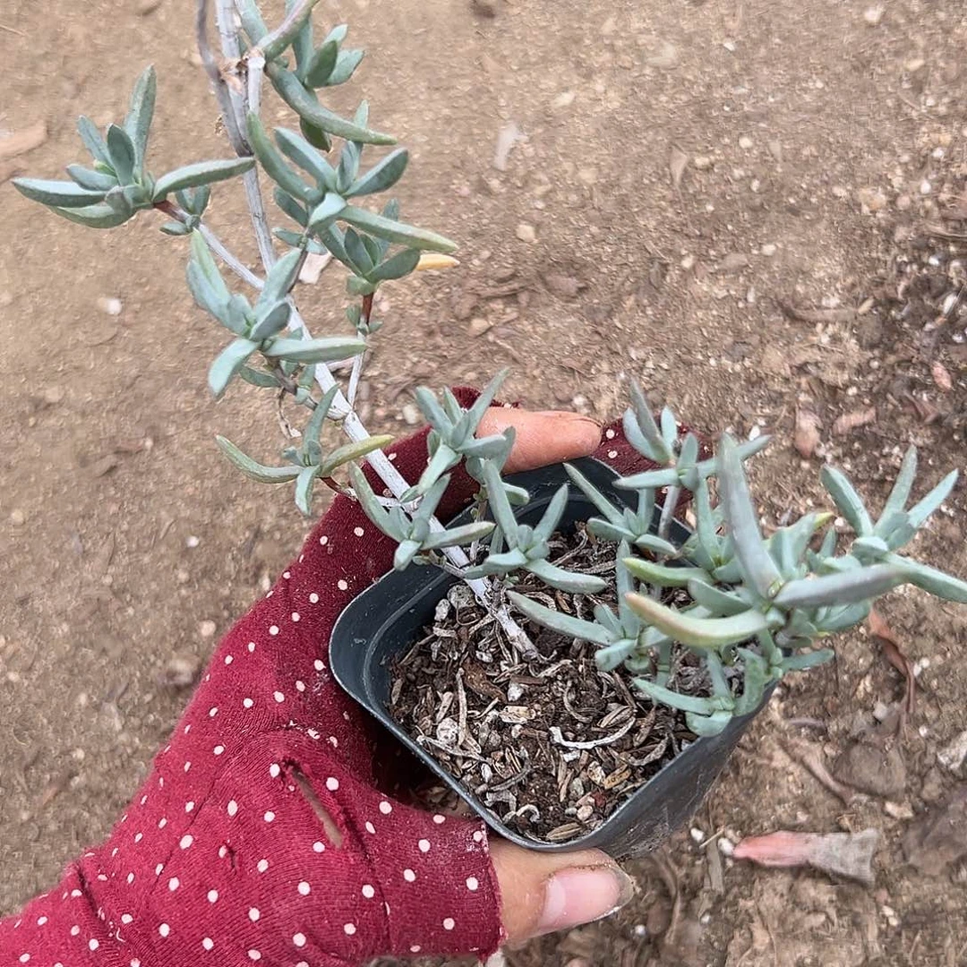 無***隐杜呃呃呃呃呃呃呃呃呃