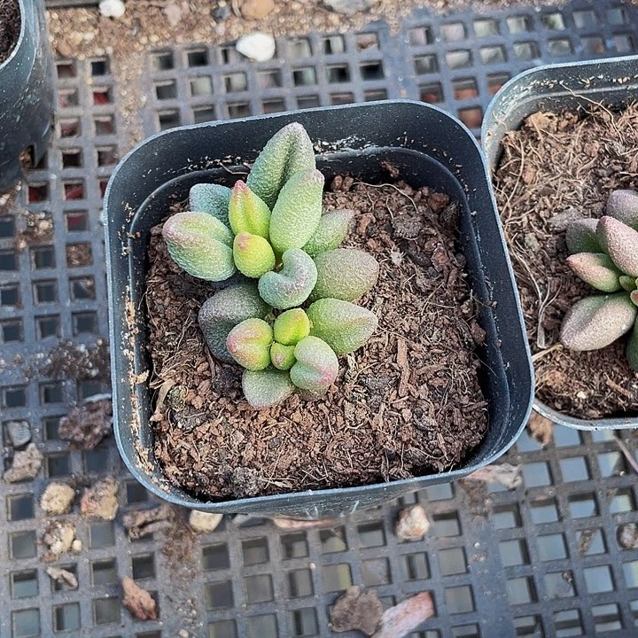 小红嘴水泡5.8带盆