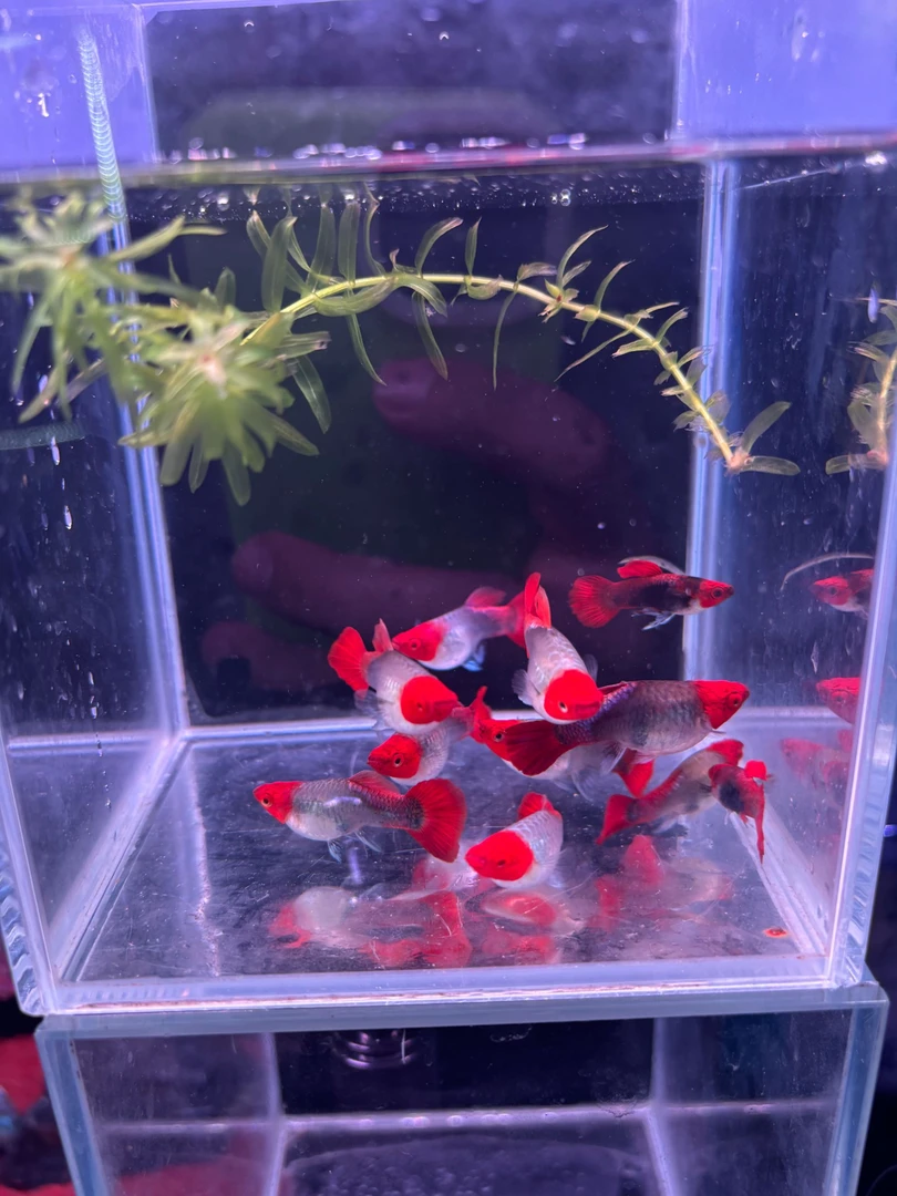 短体深海蓝种鱼5-6月孔雀鱼