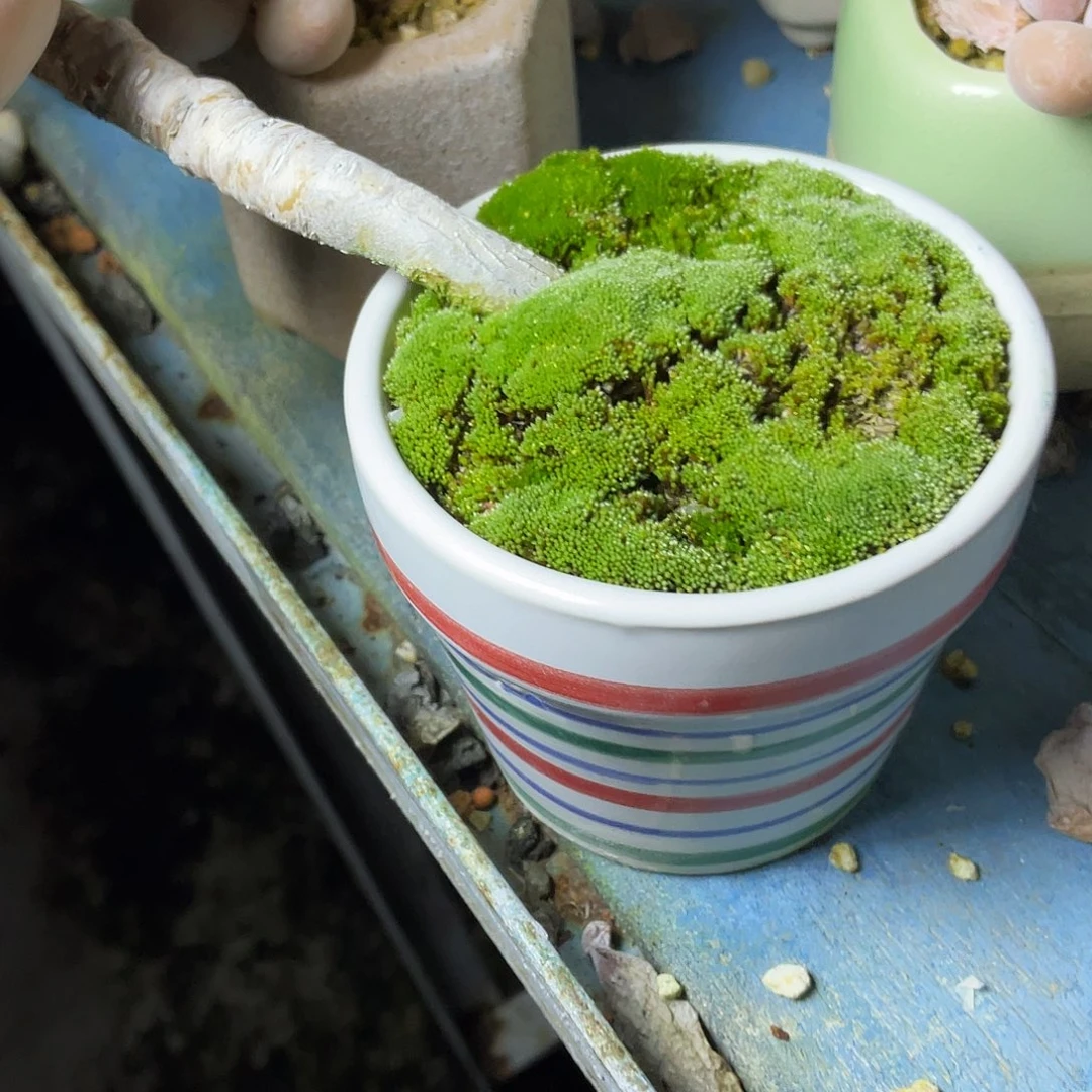 君****多肉植物的生长发育和生长发育