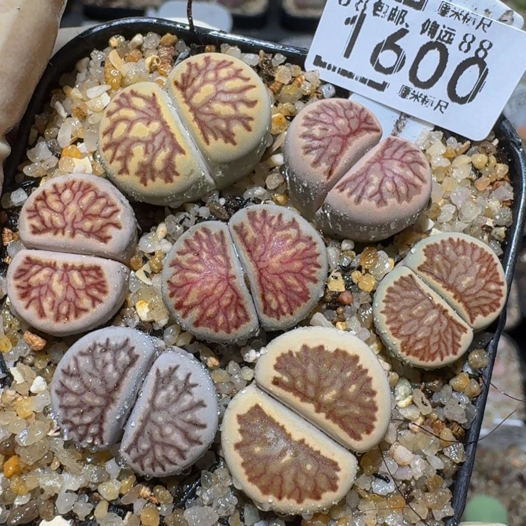 zzzz精品生石花1600