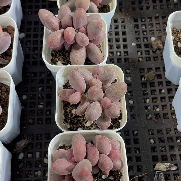 三头糖果美人带盆土发