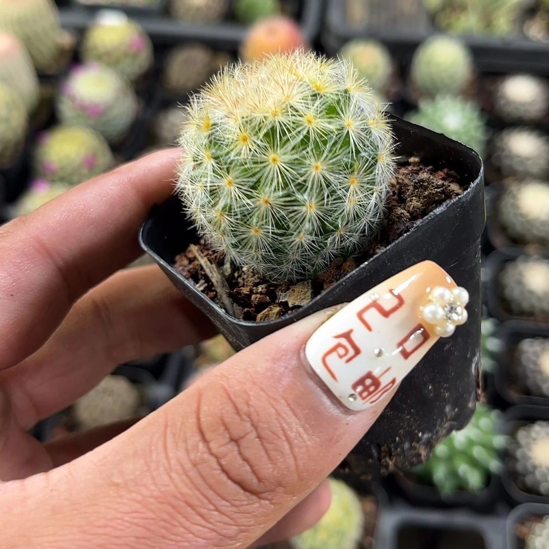 嘉文丸单头发货单头发