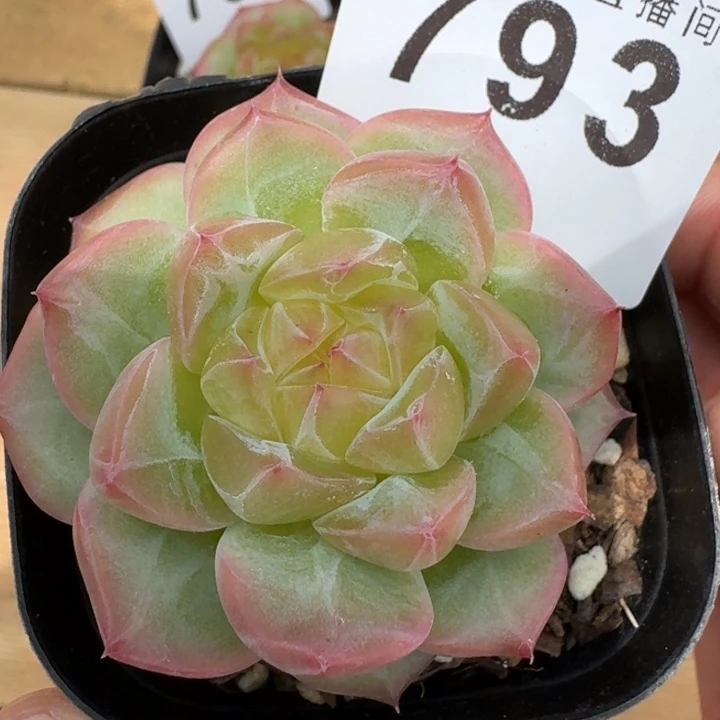 海洋之心            多肉植物