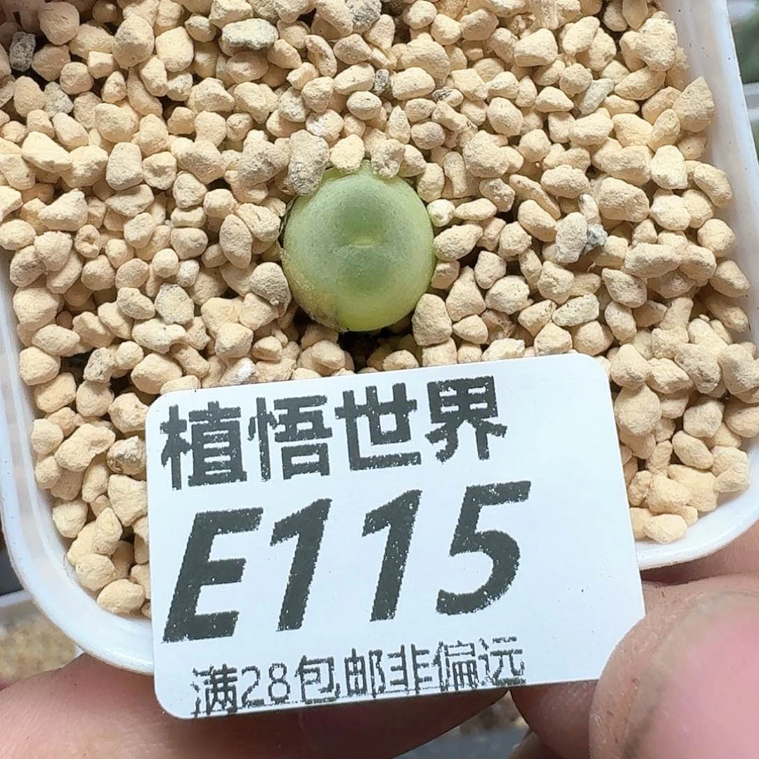 多肉植物的润泽额ff