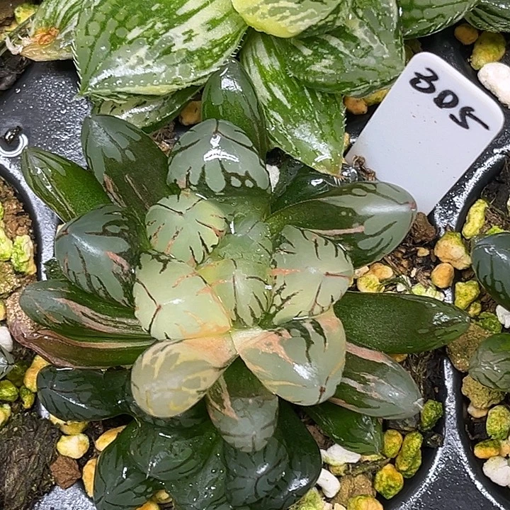 305双头红太阳玉露锦脱土发货