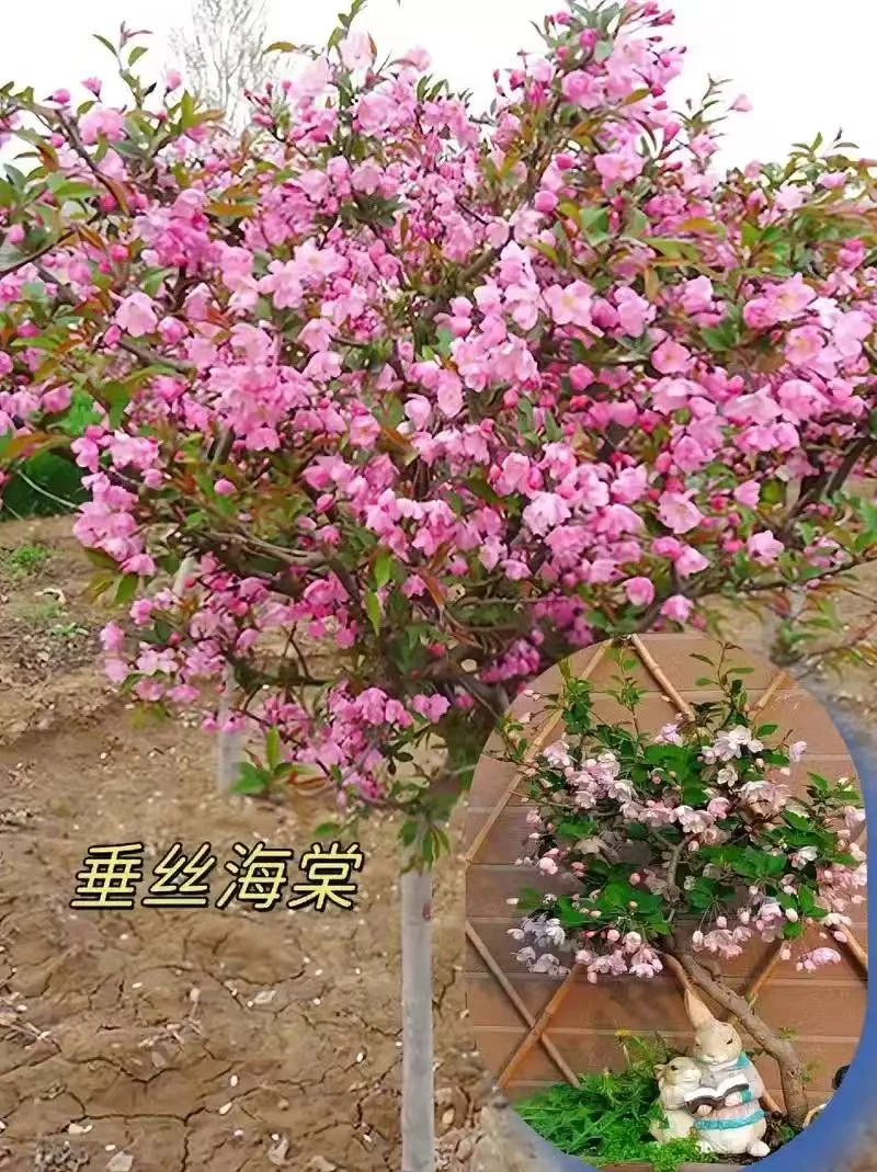 一物一拍西府海棠垂丝海棠好栽好养当年开花芍药花苗海棠花正宗