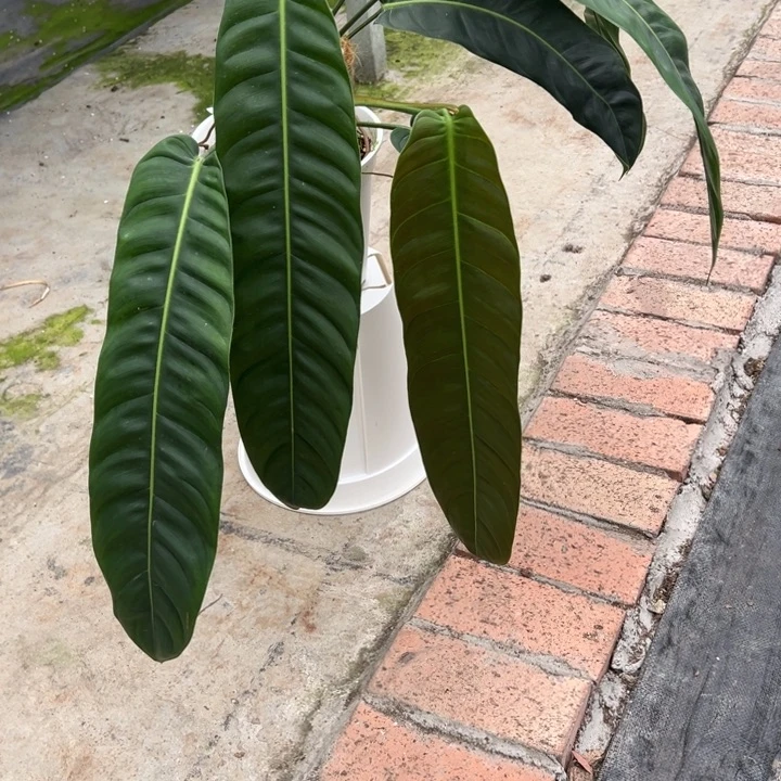 完全开放原种PP蔓绿绒