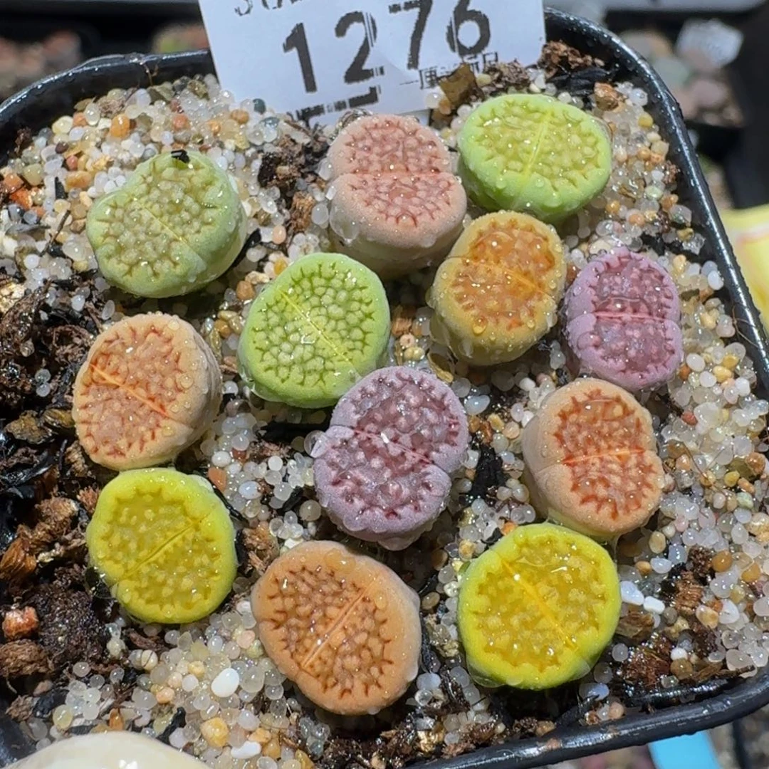 zzzz生石花肉锥1276