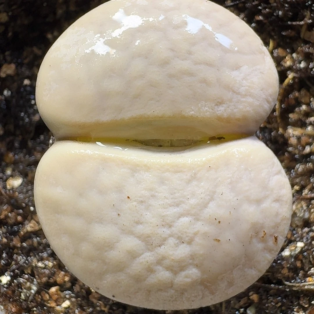 生石花111111。   236
