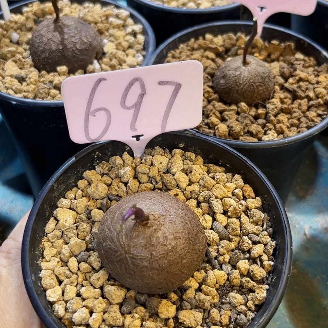 玄*697龟甲龙3.7cm764889