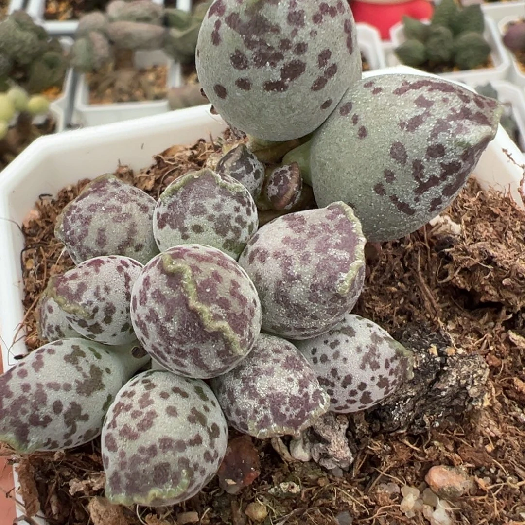 丸叶海豹多头纯木质桩多肉植物