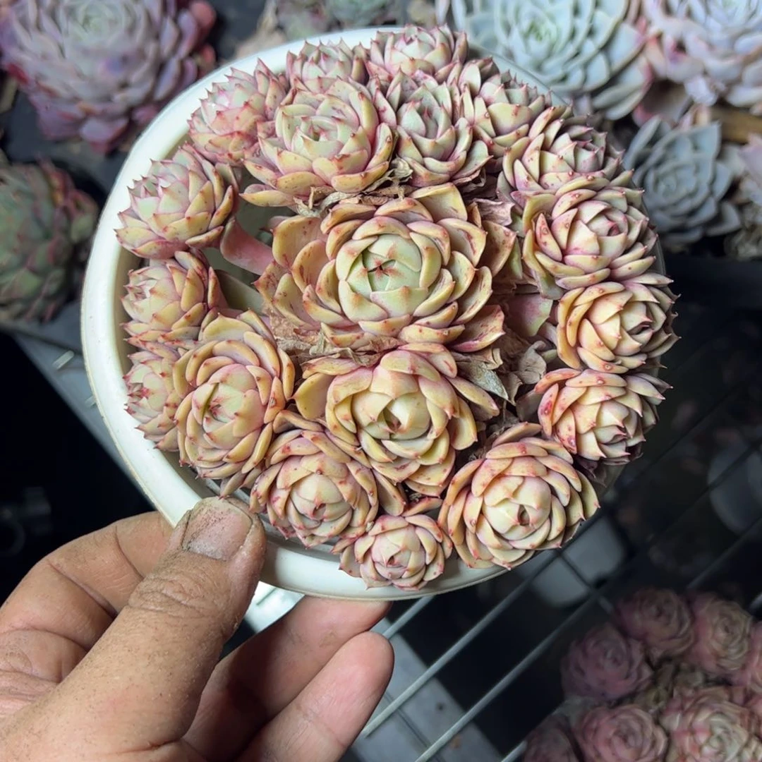 苯巴蒂斯手捧整桩