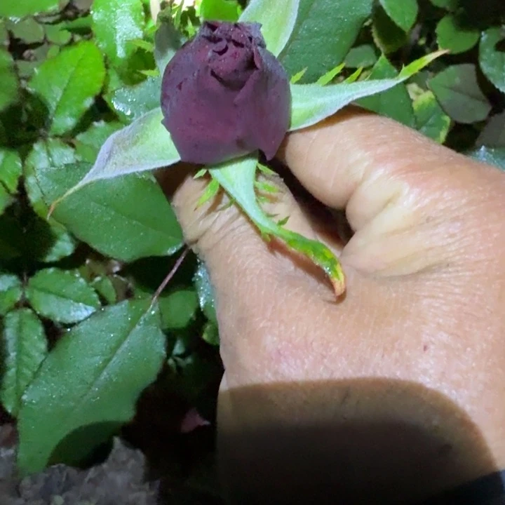 无花朵我心永恒裸根苗