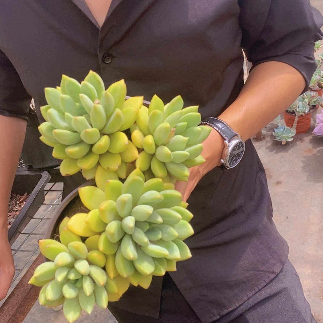 双头起发黄金象牙两盆