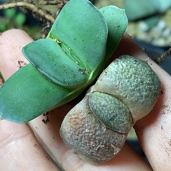 无根不带盆脱土裸根发货