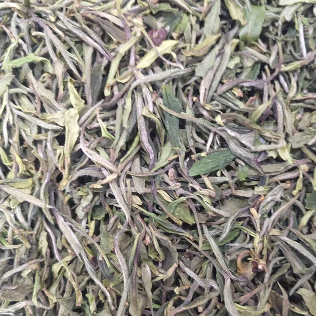 临时链接 看直播 2025年微紫芽小菜茶散茶