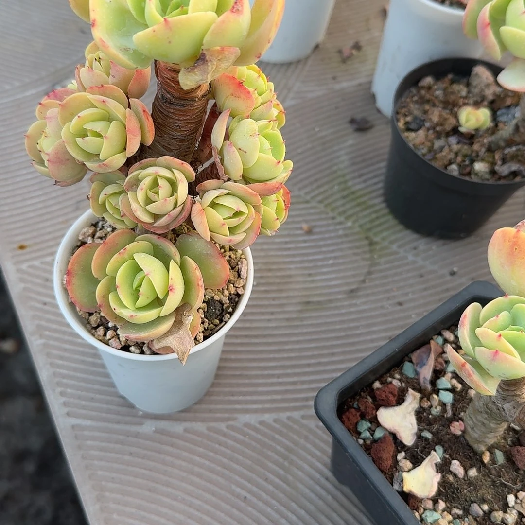 1***人鸡蛋碧桃多肉植物一颗