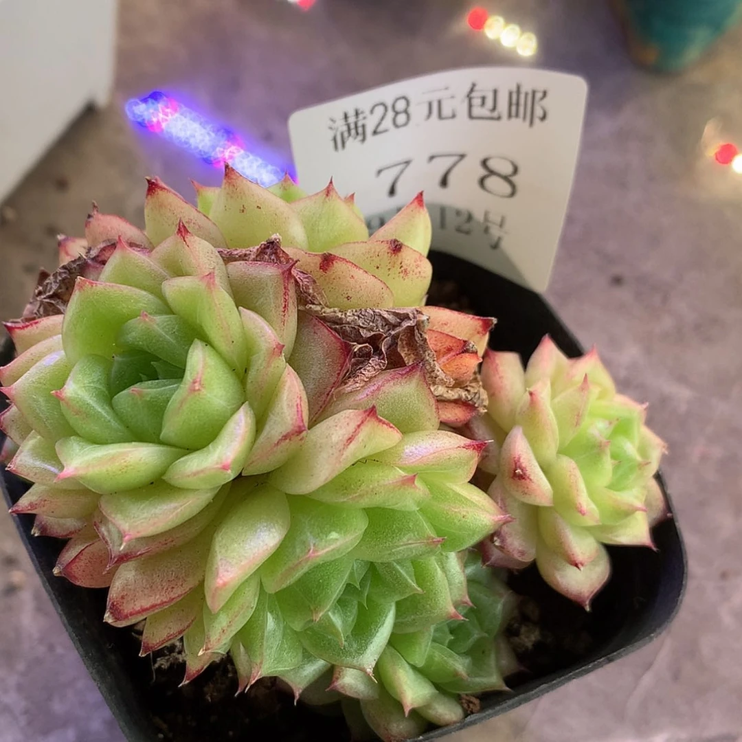 【闪购商品】云778号麦秆