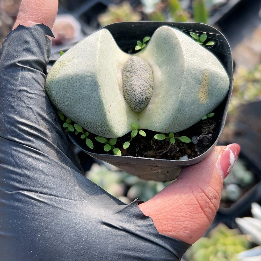 多肉植物微瑕绿帝玉