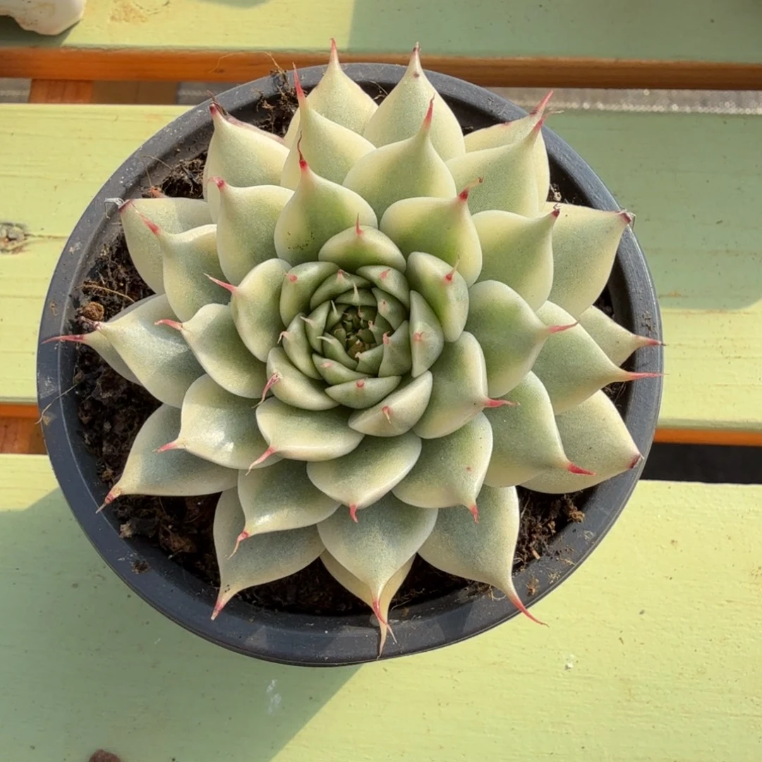 银星锦锦上园艺一物一拍