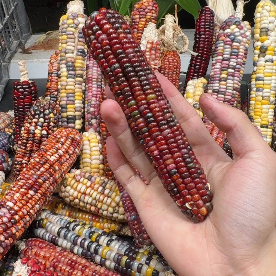 阿***辞吊坠柏香籽/百香籽