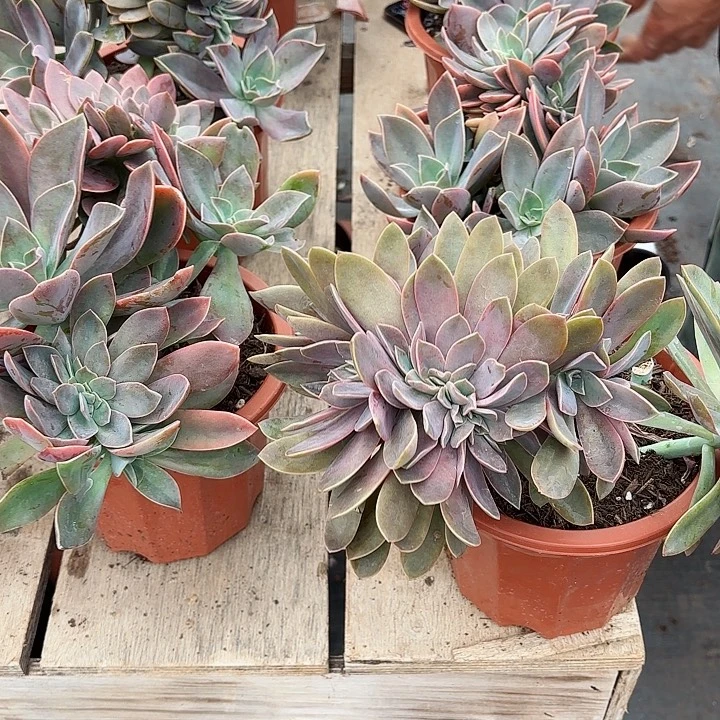 太妃糖缀化清货福利