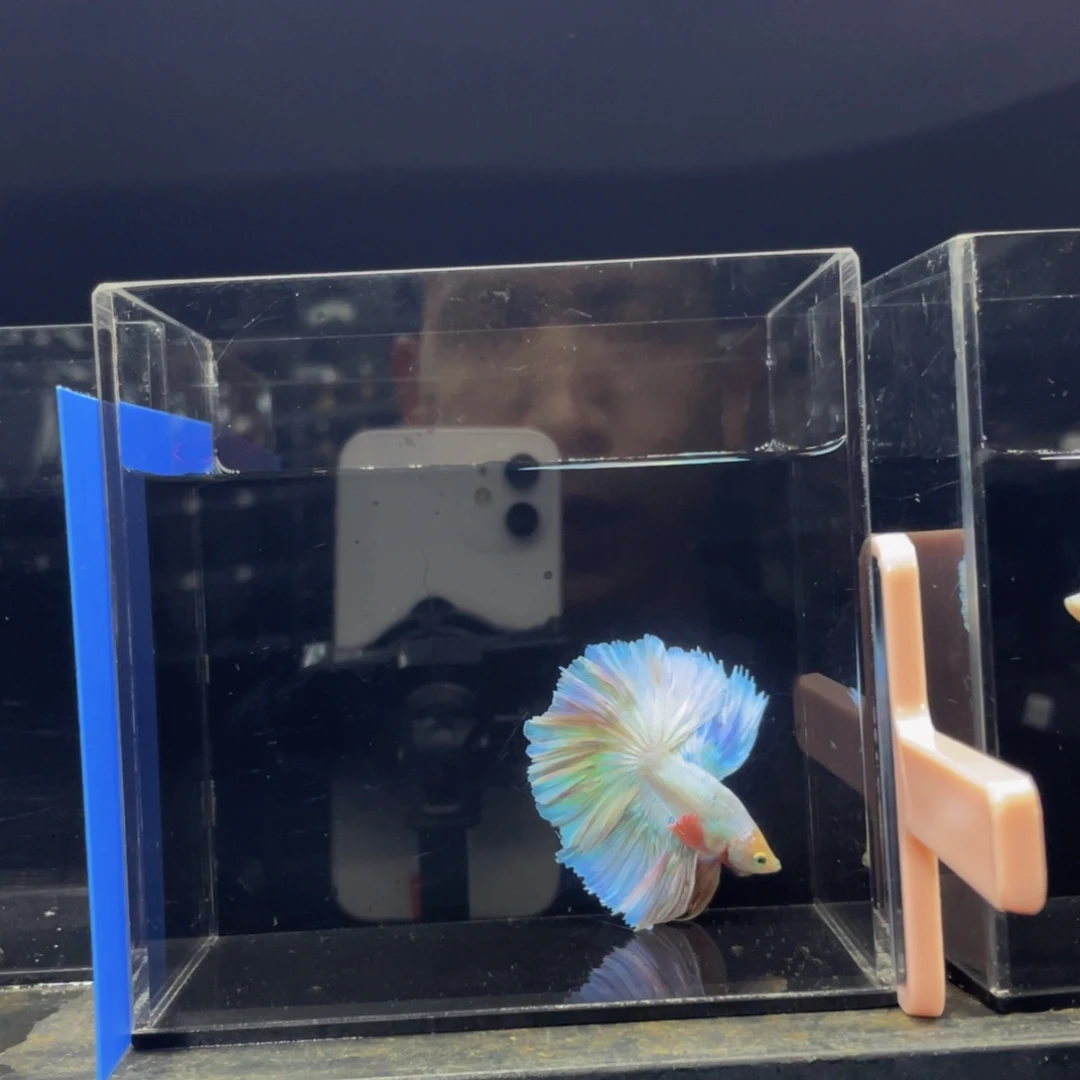海水鱼hajahausu570