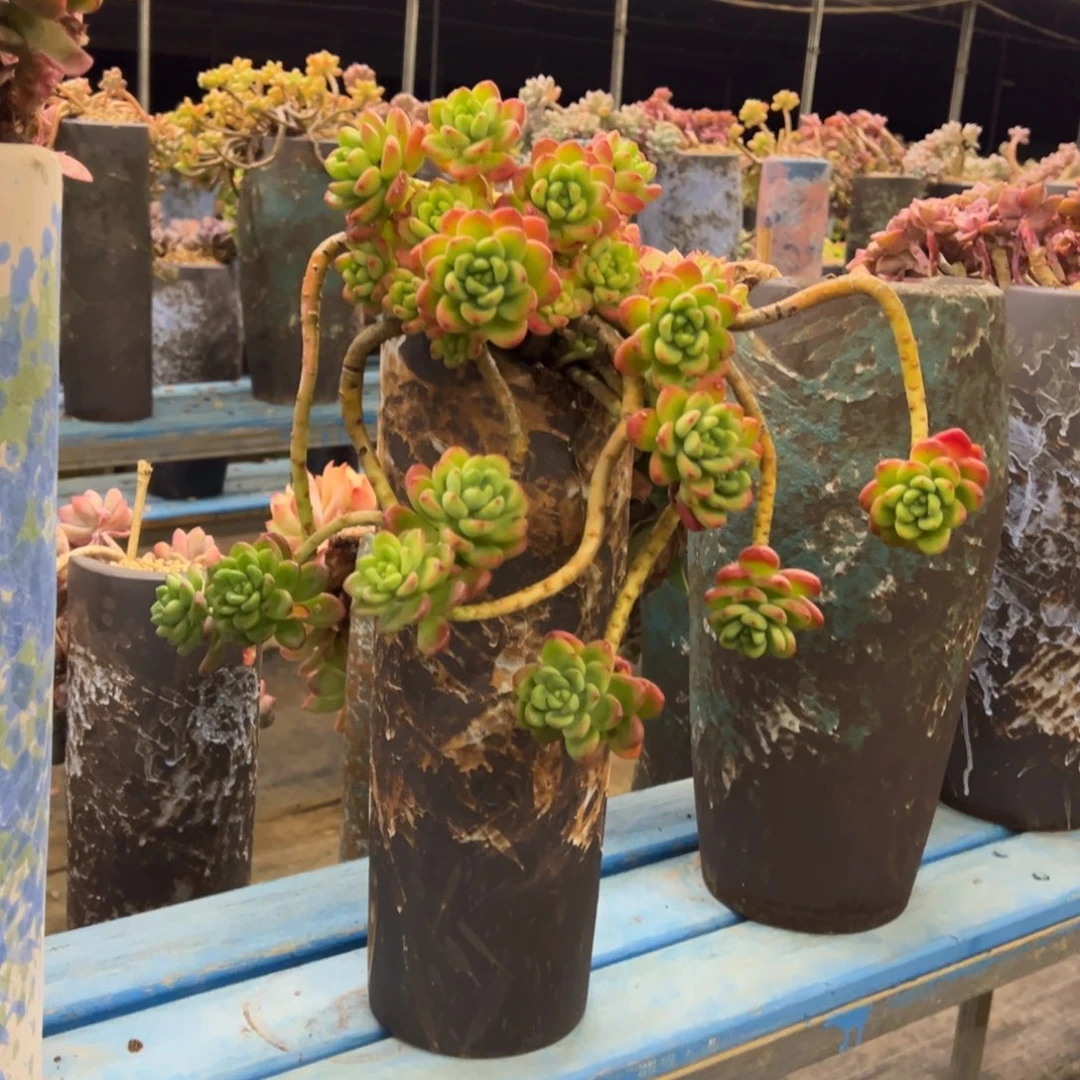 露养老桩脱土裸根香格里拉