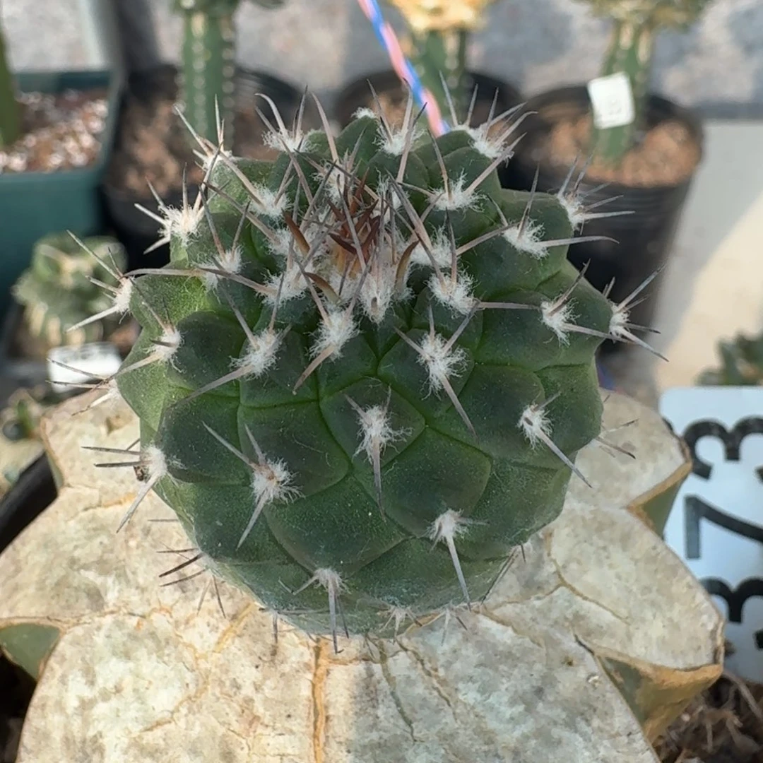 【闪购商品】苗接赤花娇丽373