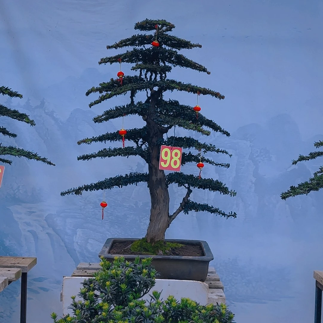 岁***歌无花朵老桩老盆罗汉松