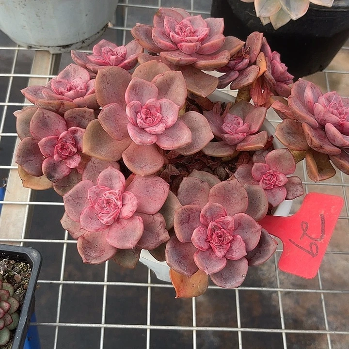 两单包邮，一物一拍，29琉璃盏