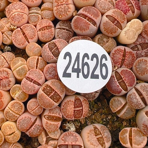 白**咪24626哈哈哈哈哈哈哈哈