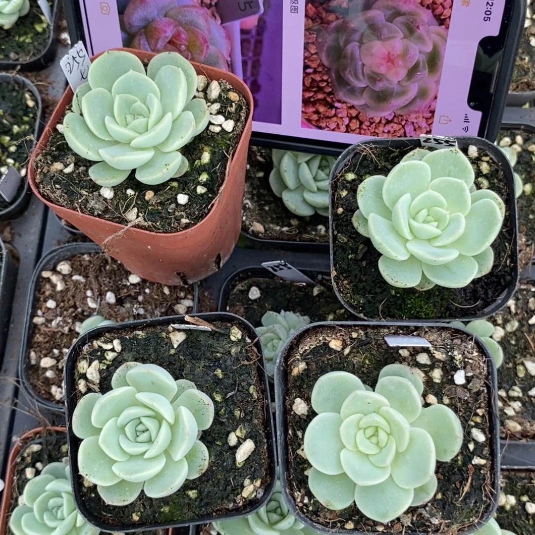 上盆甜心255一个