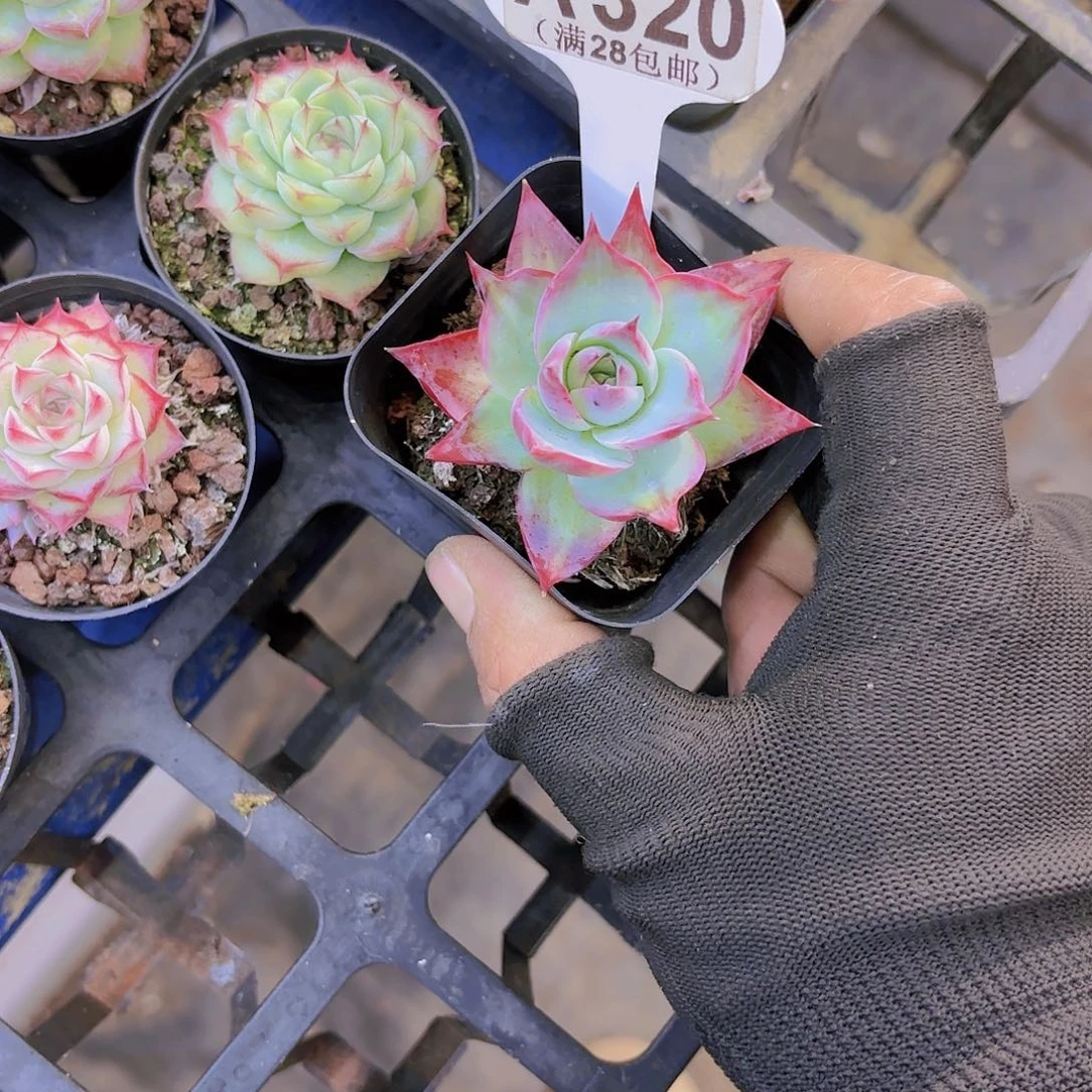 用****4A320惊鸿一物一拍