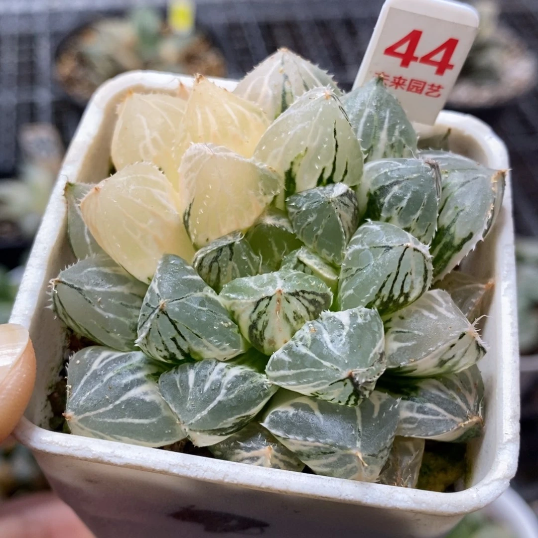 44号大叶楼兰玉露锦带盆