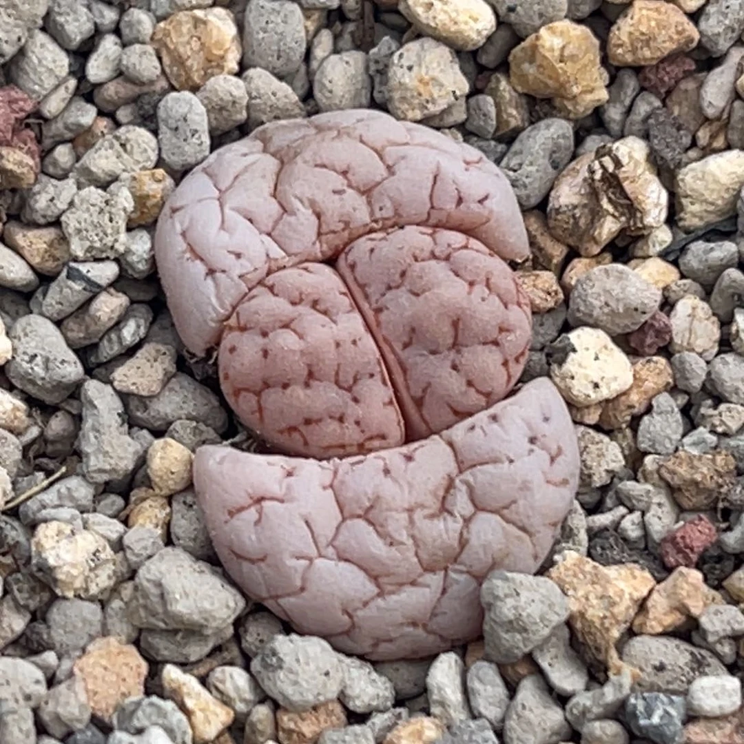 0013粉白皮189一颗