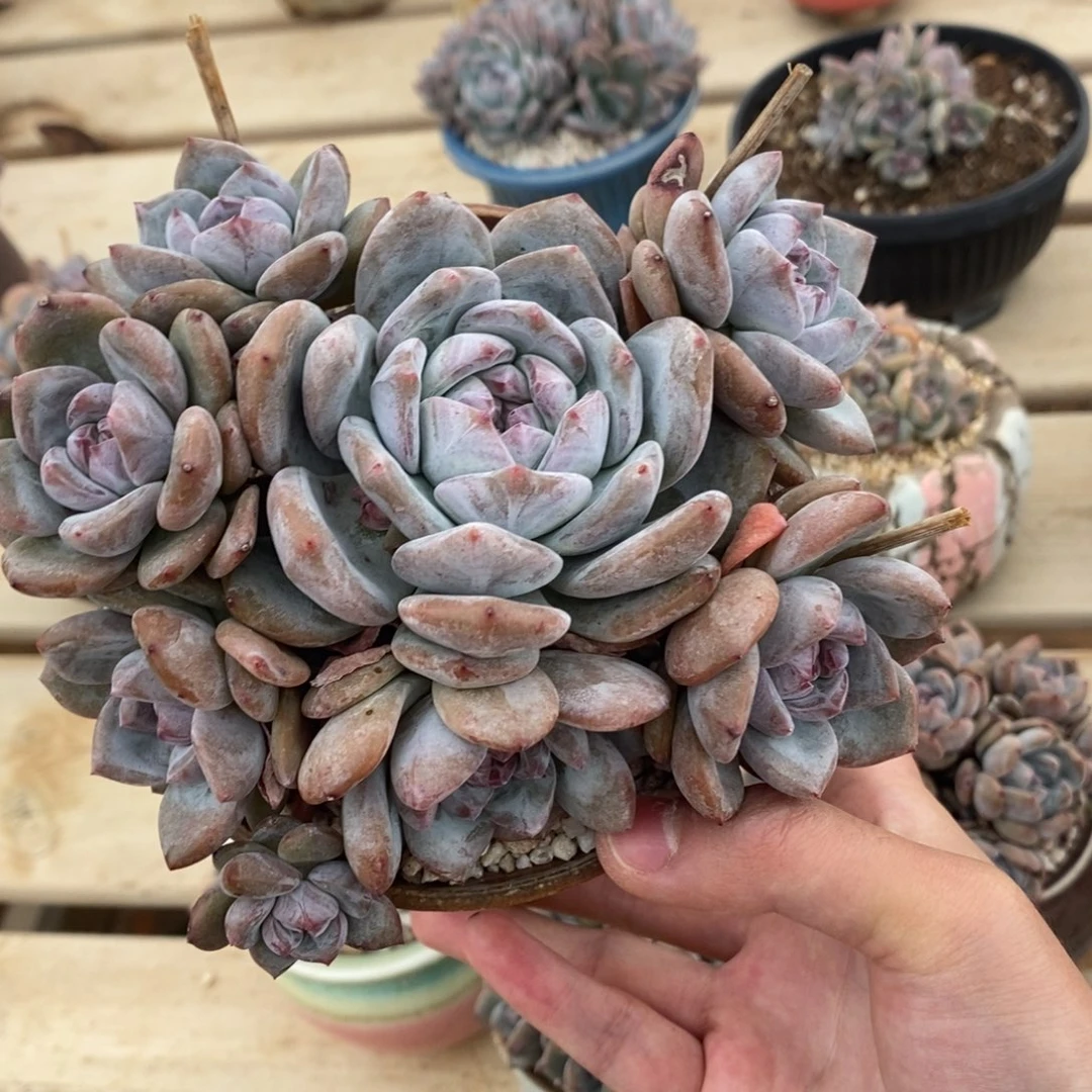 八头绿底紫心一桩一头